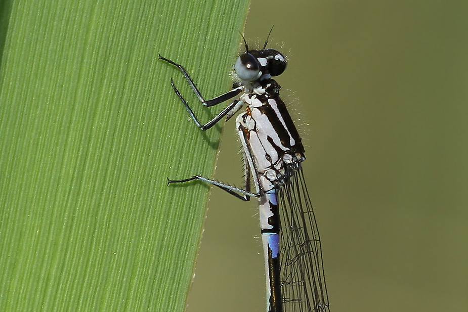 Coenagrion pulchellum