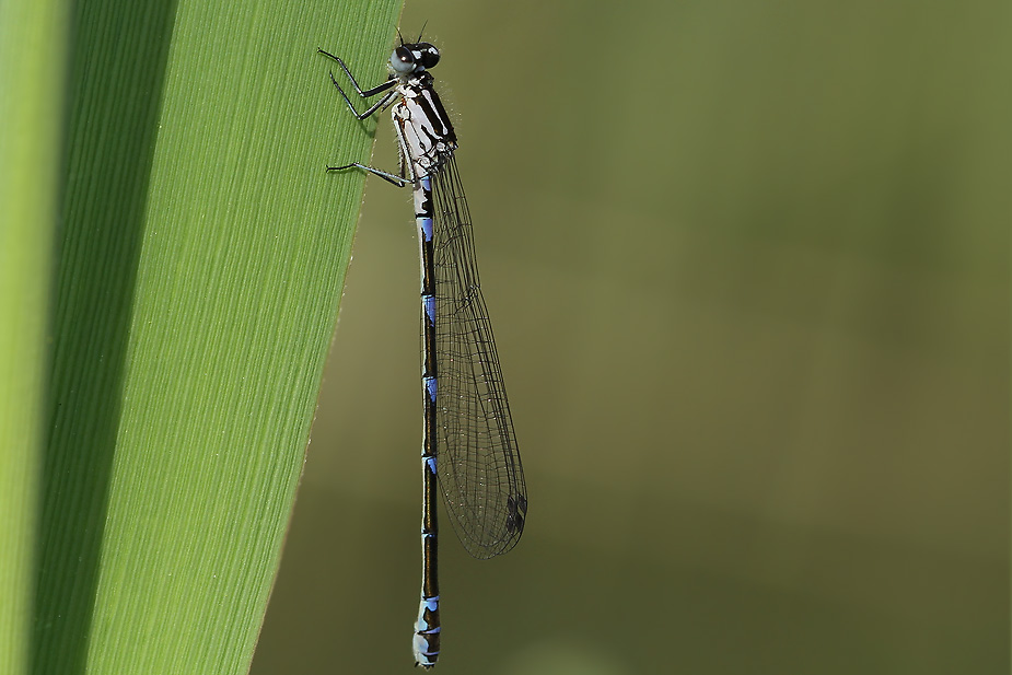 Coenagrion pulchellum