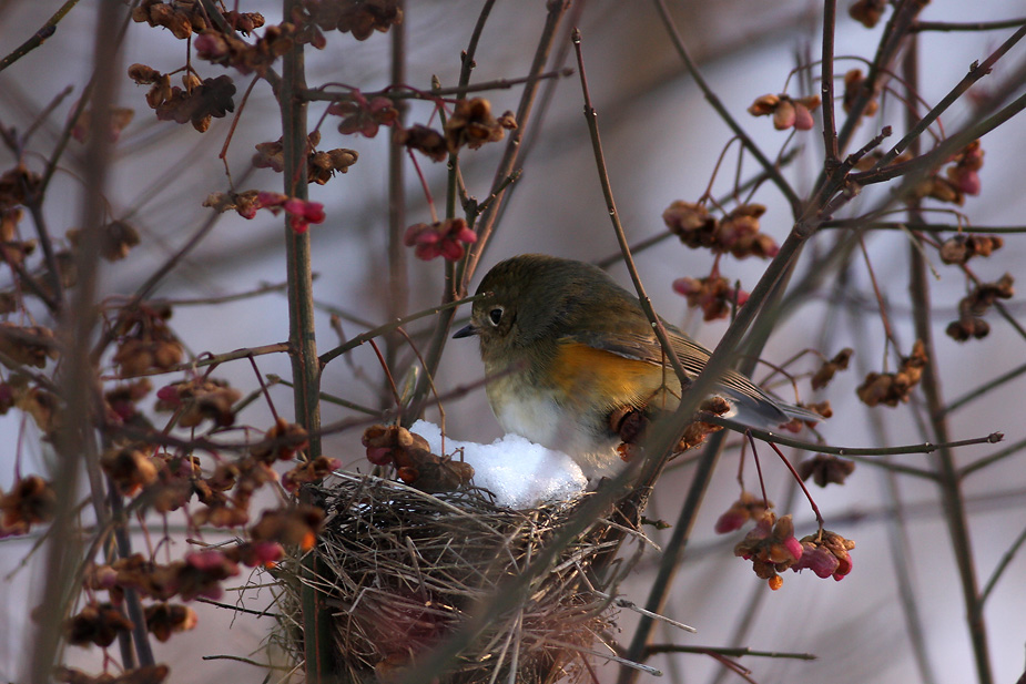 Fugl-Tarsiger cyanurus_7330