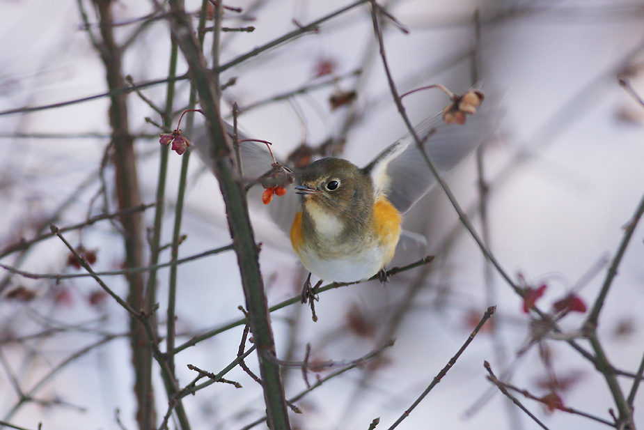 Fugl-Tarsiger cyanurus_7369
