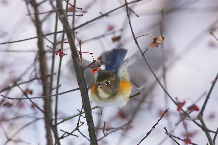 Fugl-Tarsiger cyanurus_7370