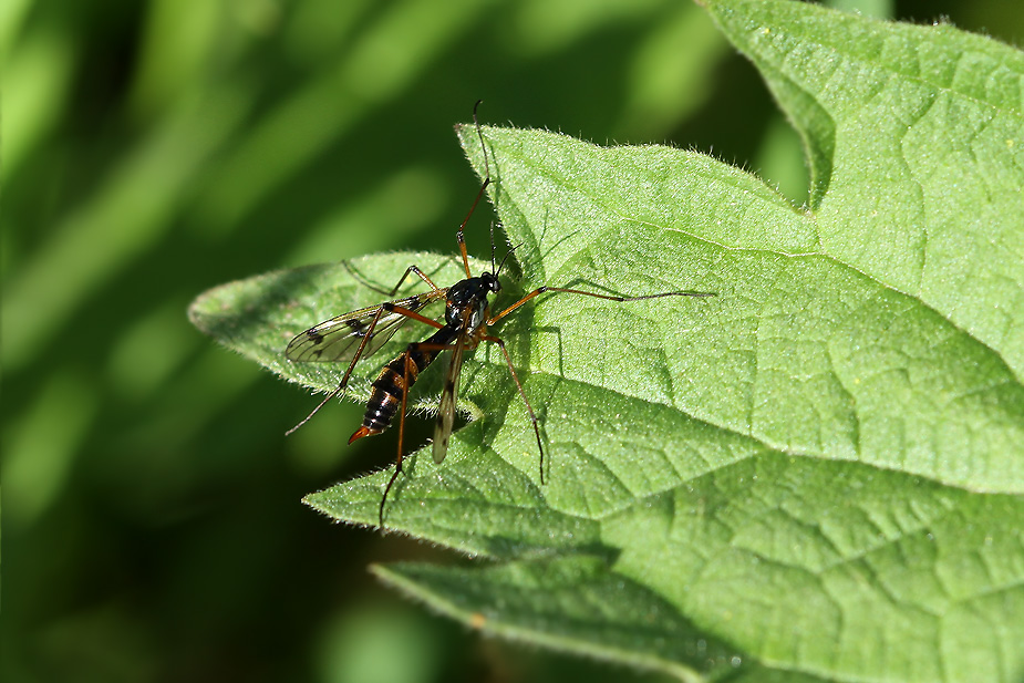 Ptychoptera contaminata_7394