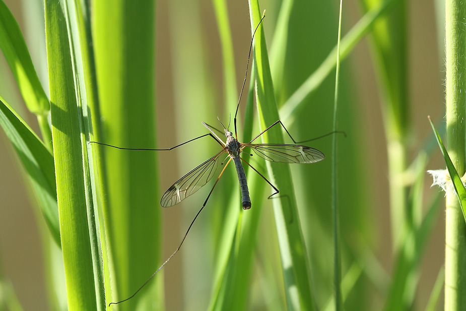 Tipula sp._7405