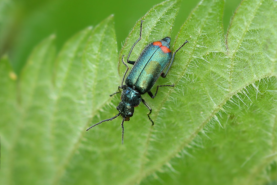 bille Skovmalakitbille porsemosen