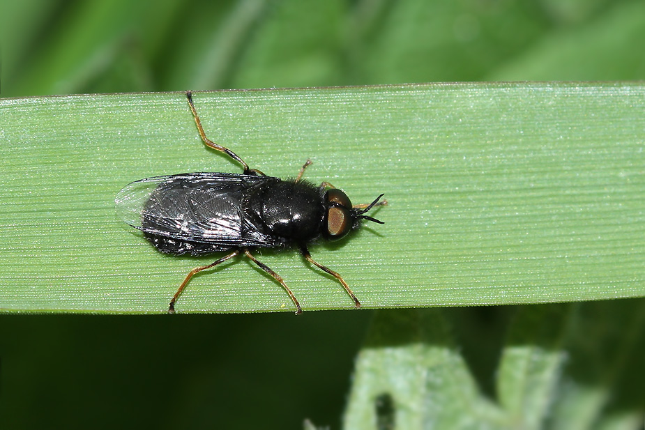 Odontomyia tigrina_7507