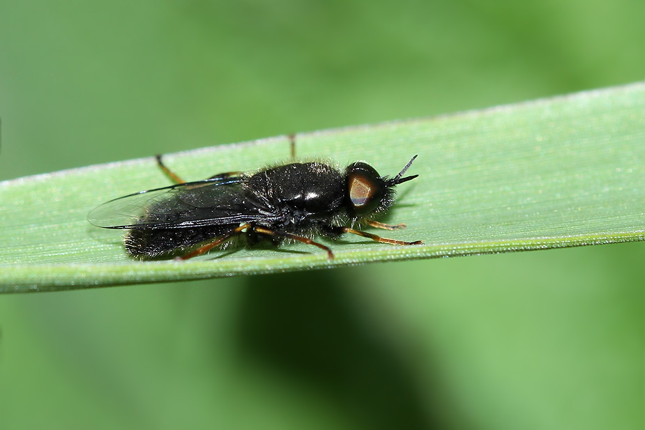Odontomyia tigrina_7515