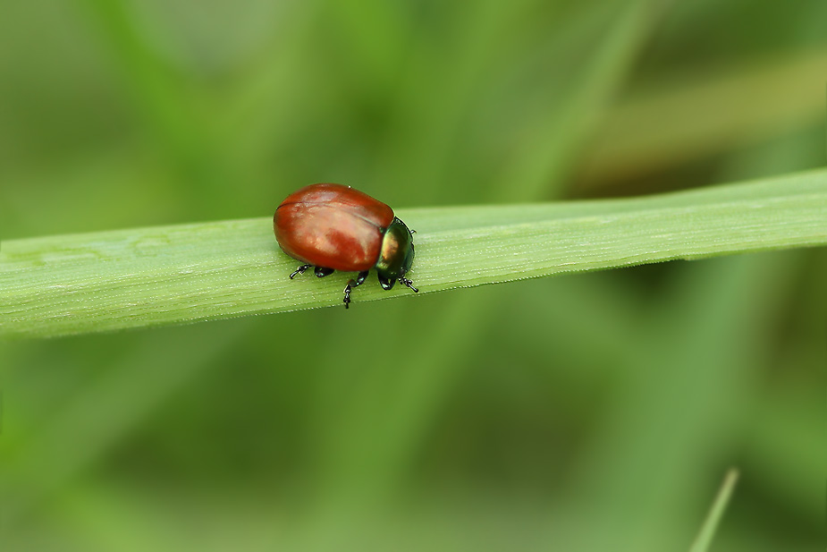 Forskelligfarvet guldbillen