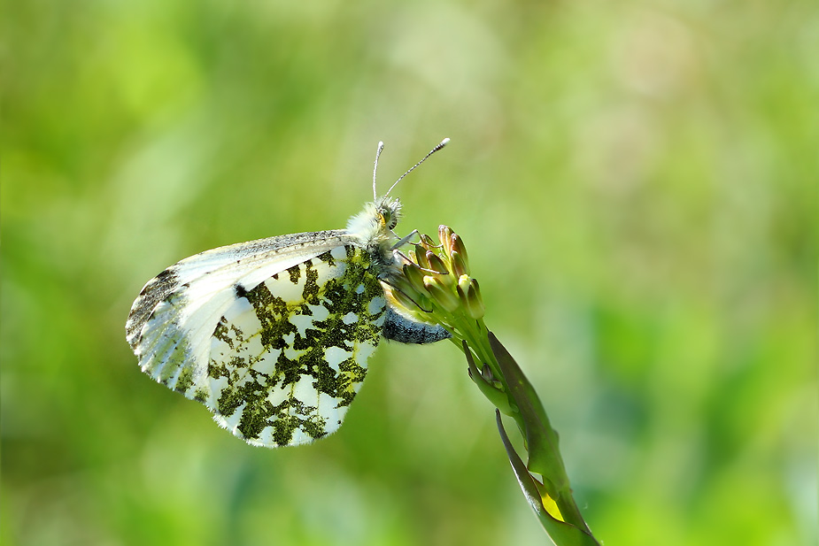 sommerfugl aurora bøtø strand