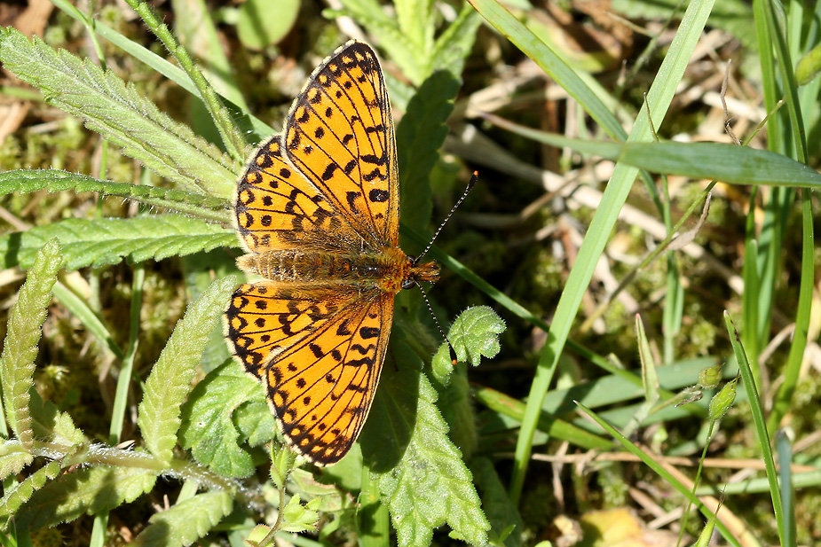 Boloria selene
