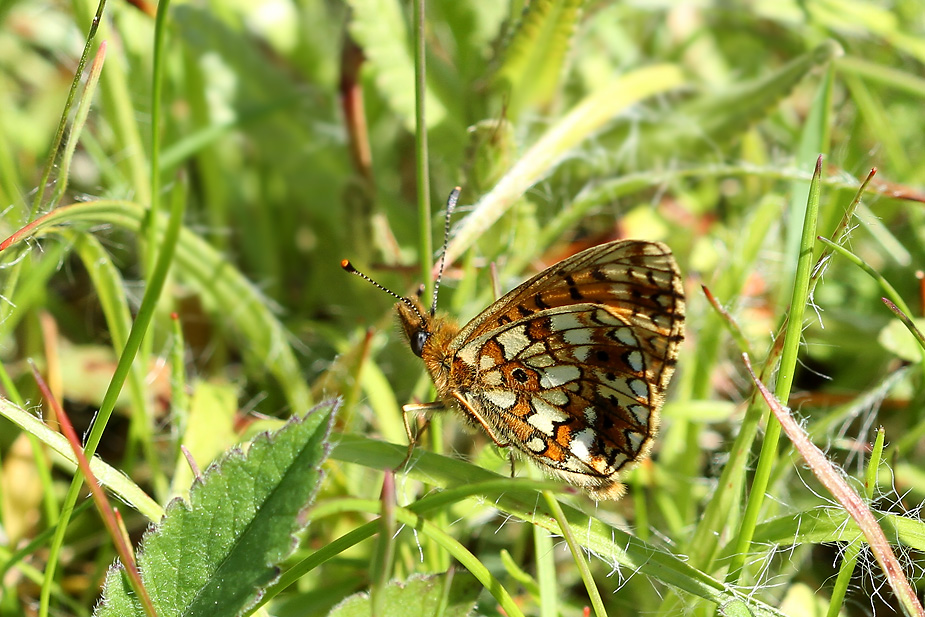 Boloria selene