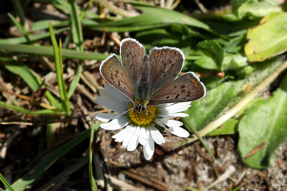 Lycaena tityrus