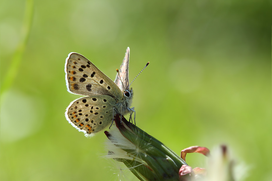 Lycaena tityrus