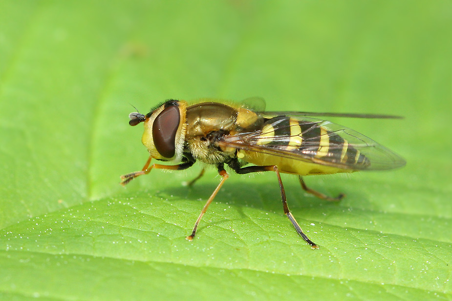 Syrphus vitripennis_8179