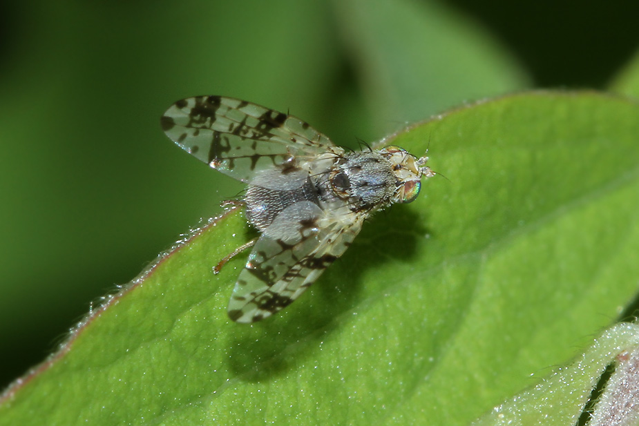 Tephritis hyoscyami_8207