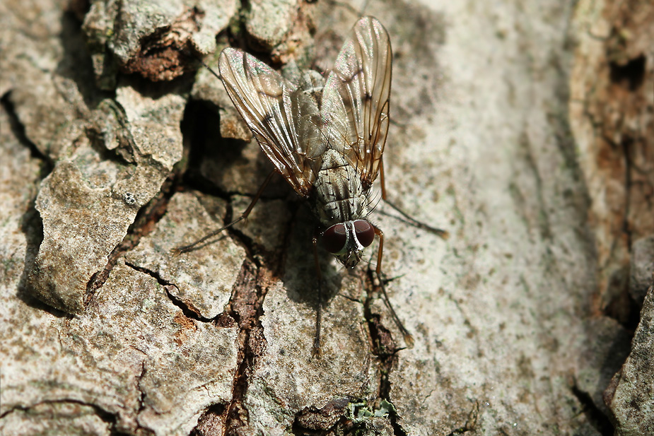 Phaonia fuscata_8301