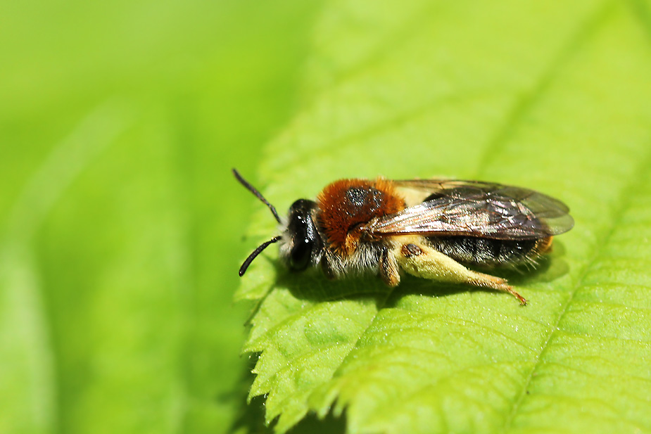 Andrena clarkella_8309