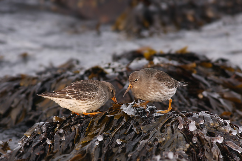 Fugl-Calidris maritima_8397