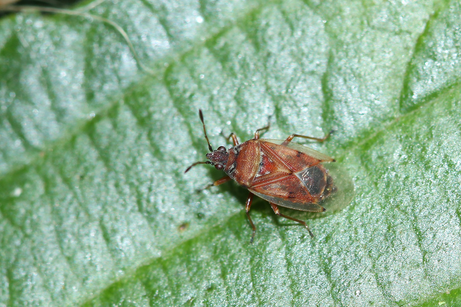 Kleidocerys resedae_8596