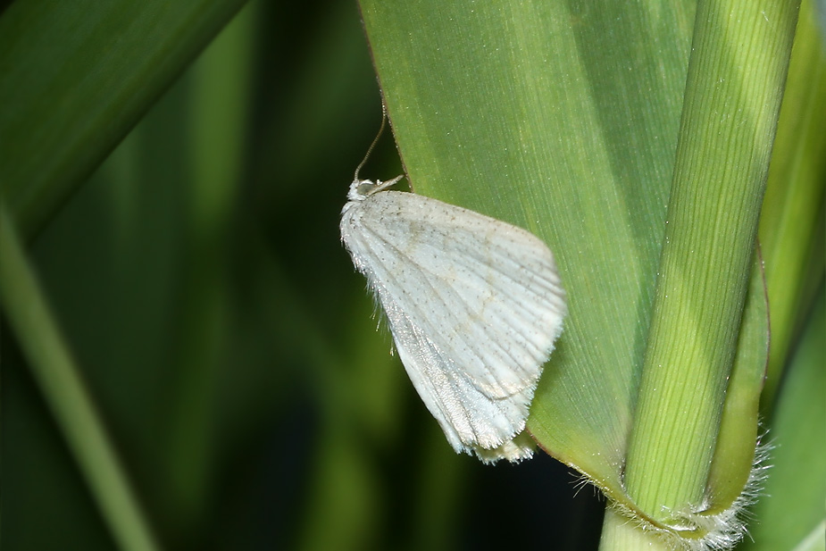 Cabera exanthemata_8812