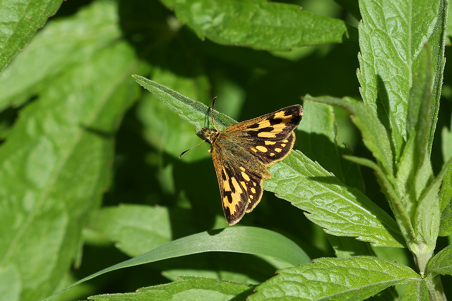 Carterocephalus silvicola_8857