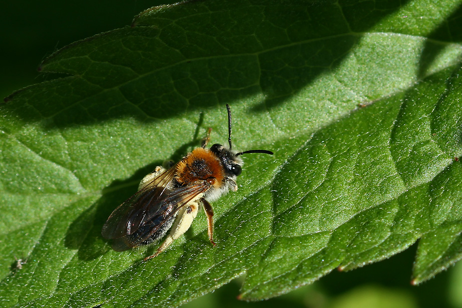 Andrena clarkella_8909