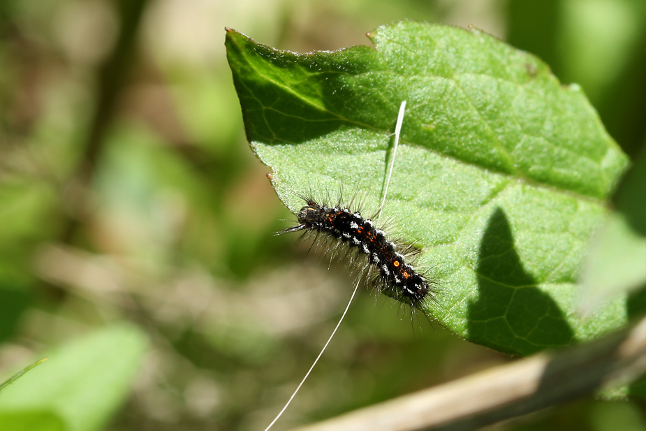 Euproctis similis_8920