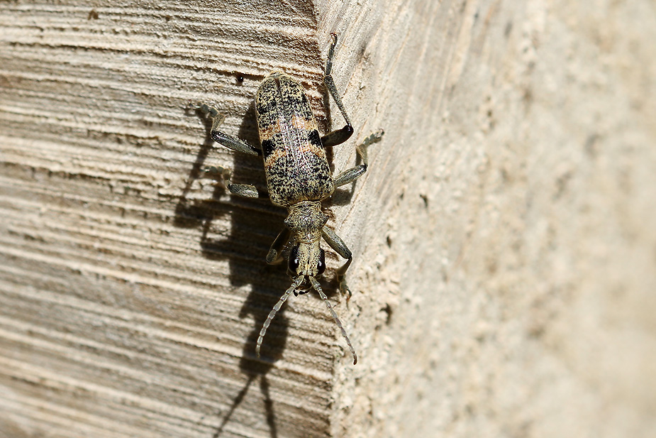 Rhagium mordax_8977