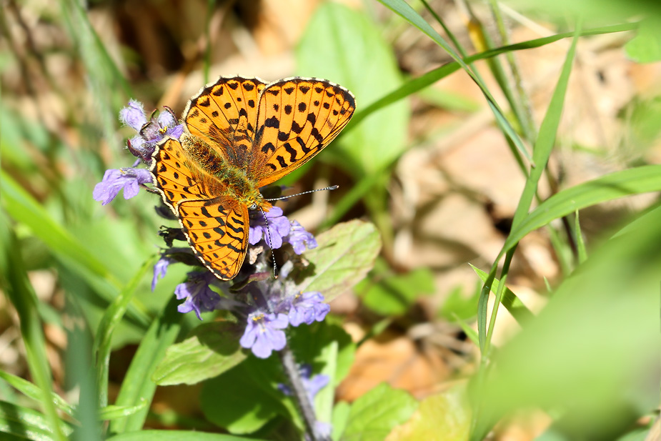 Boloria euphrosyne_8987