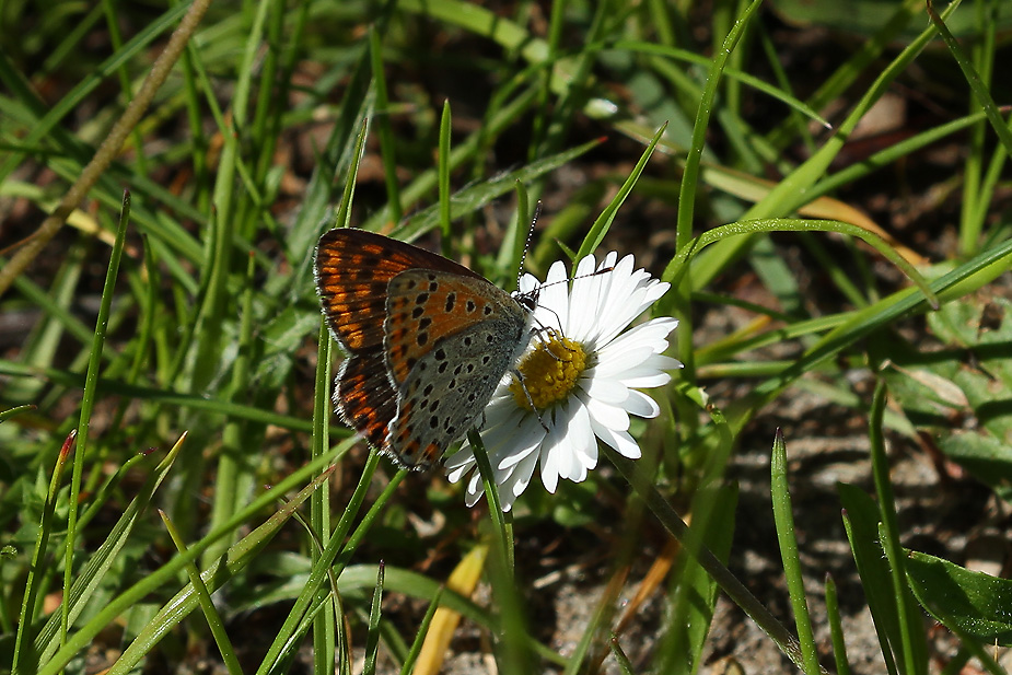 Lycaena tityrus_9093