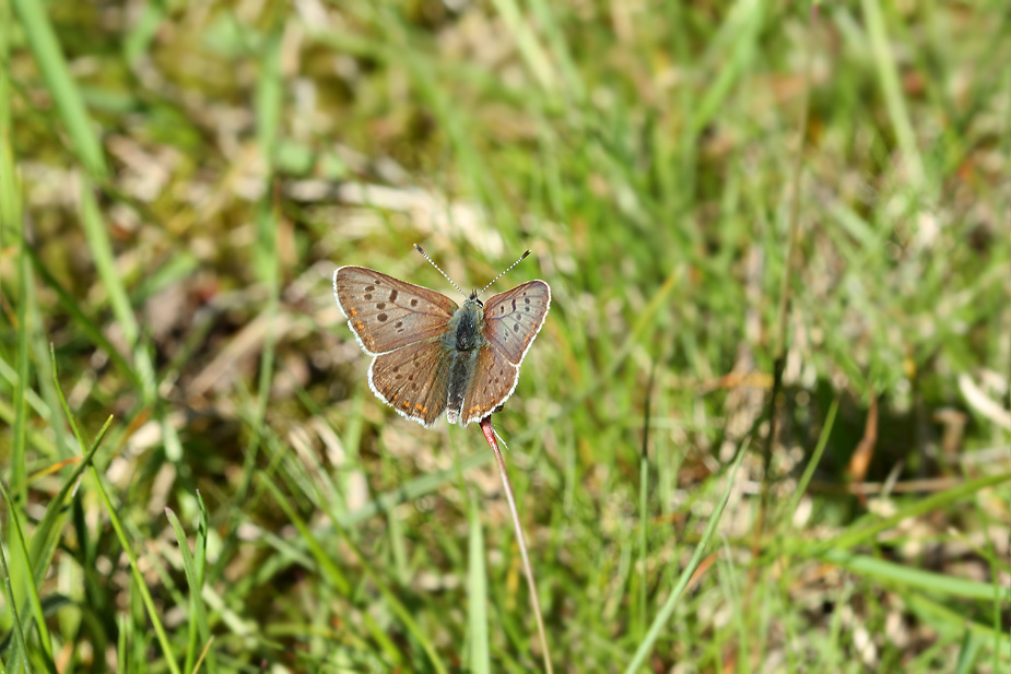 Lycaena tityrus_9150