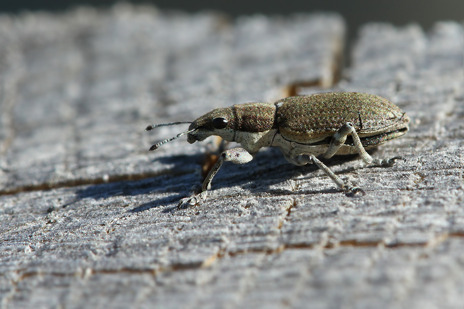 Sitona gressorius_9214