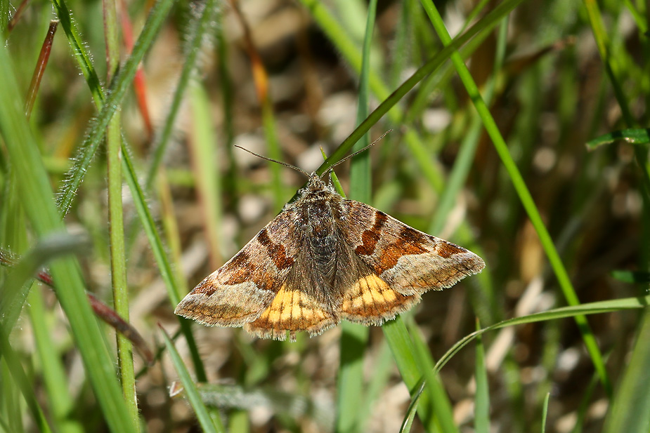 Euclidia glyphica_9595