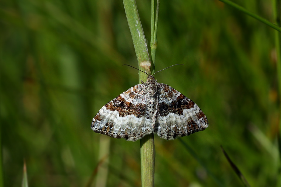 Epirrhoe rivata_9635