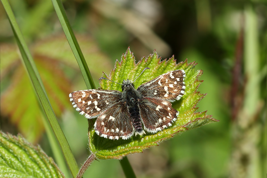 Pyrgus armoricanus_9786
