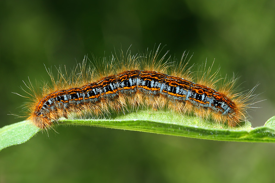 Malacosoma castrensis_9906