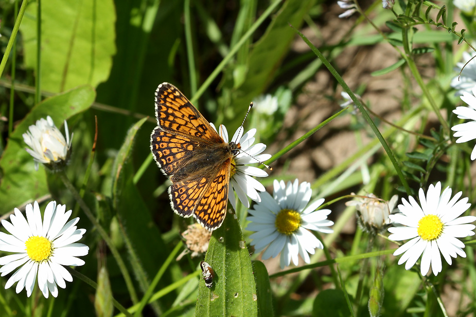 Melitaea cinxia_9931