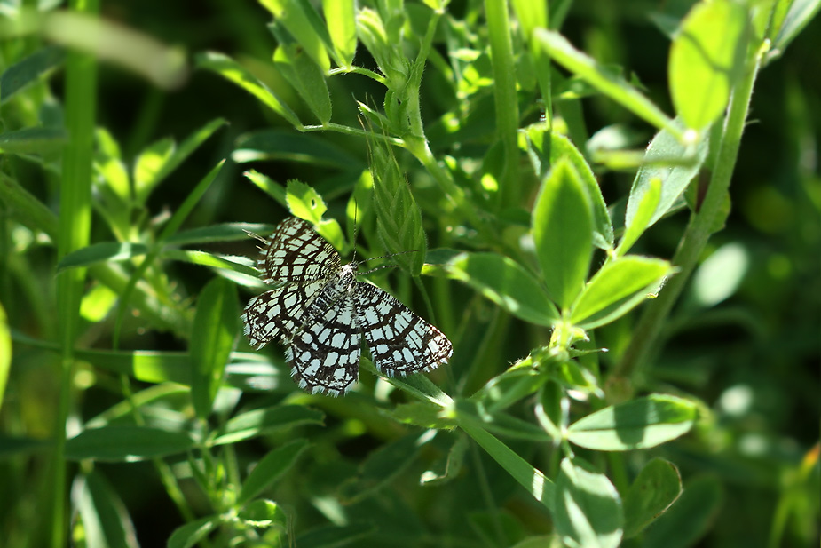 Chiasmia clathrata_9958