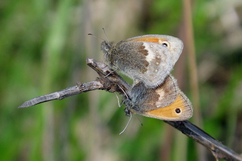 Coenonympha pamphilus