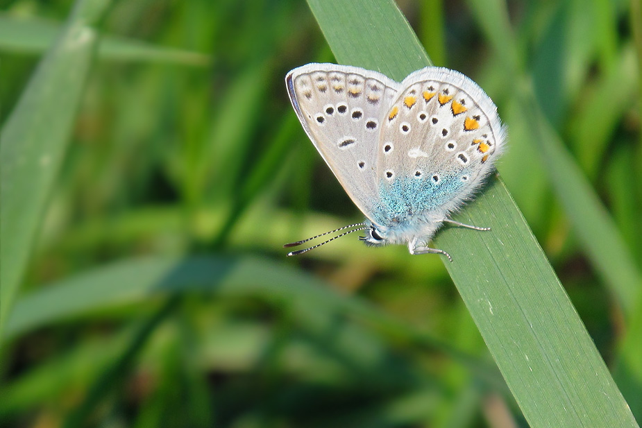 Polyommatus icarus