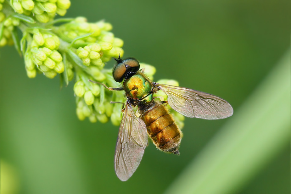 Chloromyia formosa_1793
