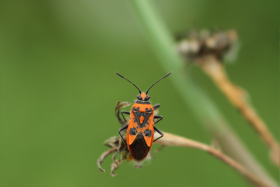 Corizus hyoscyami_0766