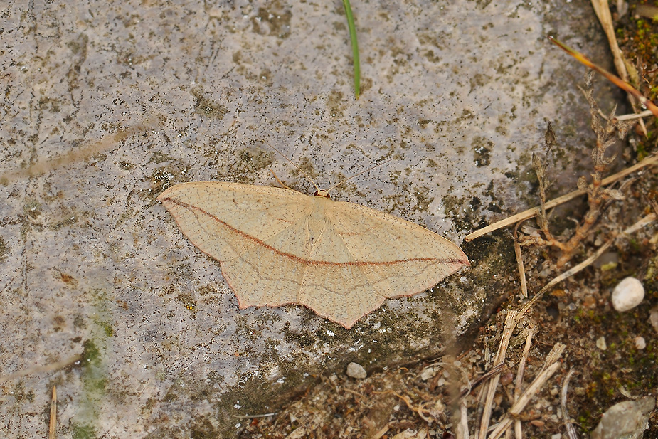 Timandra comaevc v_0062