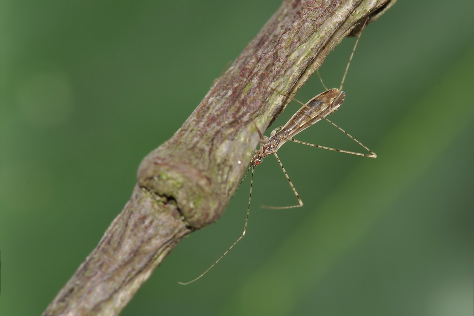 Empicoris vagabundus_0148-1