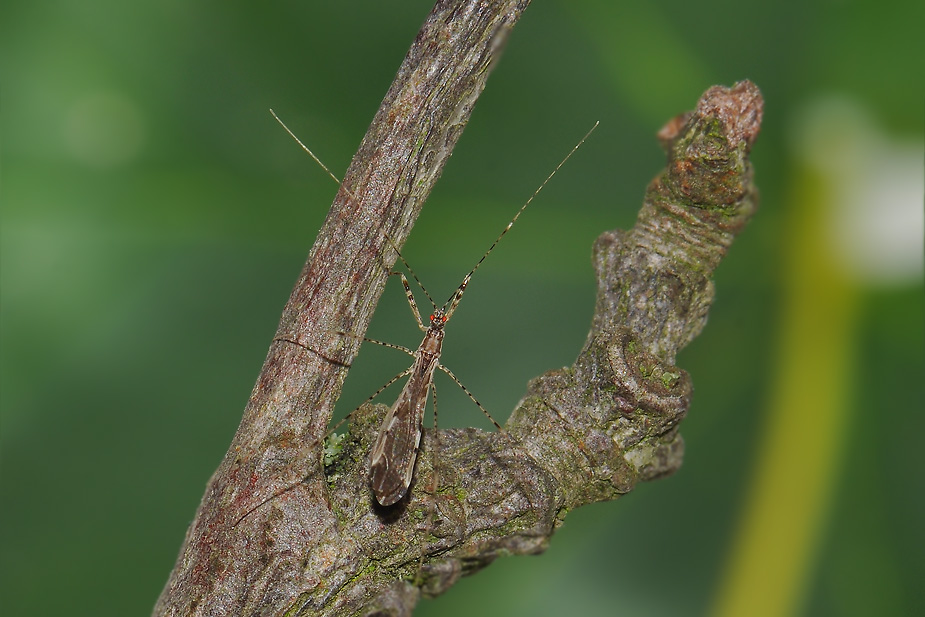 Empicoris vagabundus_0149-1