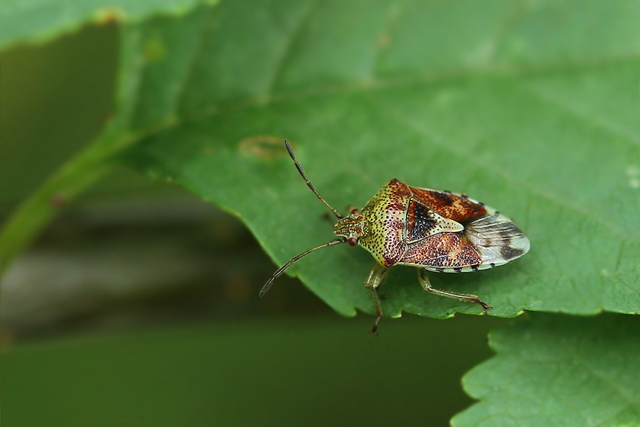 Elasmucha grisea_0737