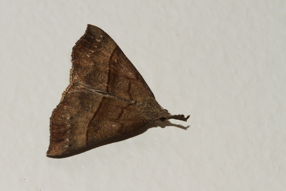 Hypena proboscidalis_0001