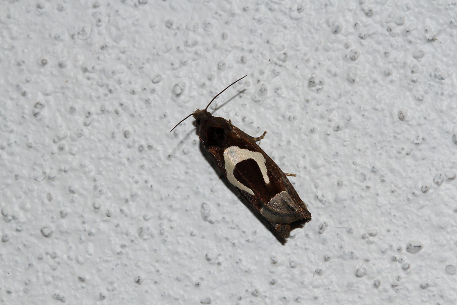 Epiblema foenella_0009