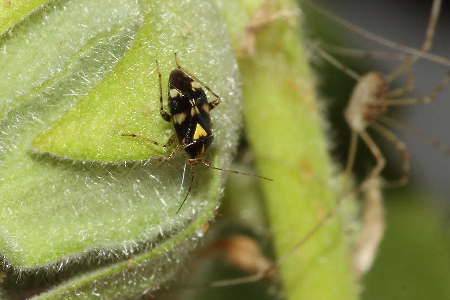 Liocoris tripustulatus_0024