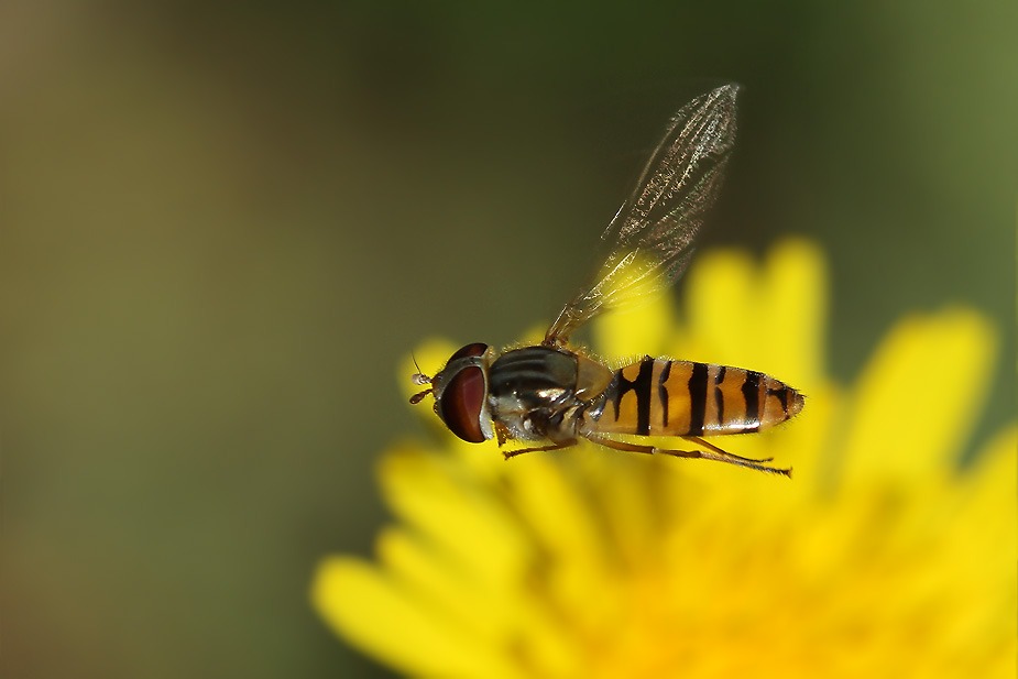 Episyrphus balteatus_0084