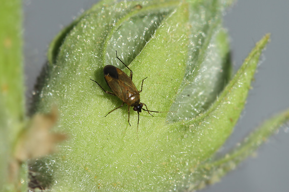 Plagiognathus arbustorum_0131